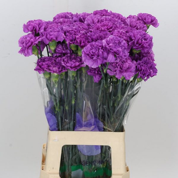 Carnations Lilac