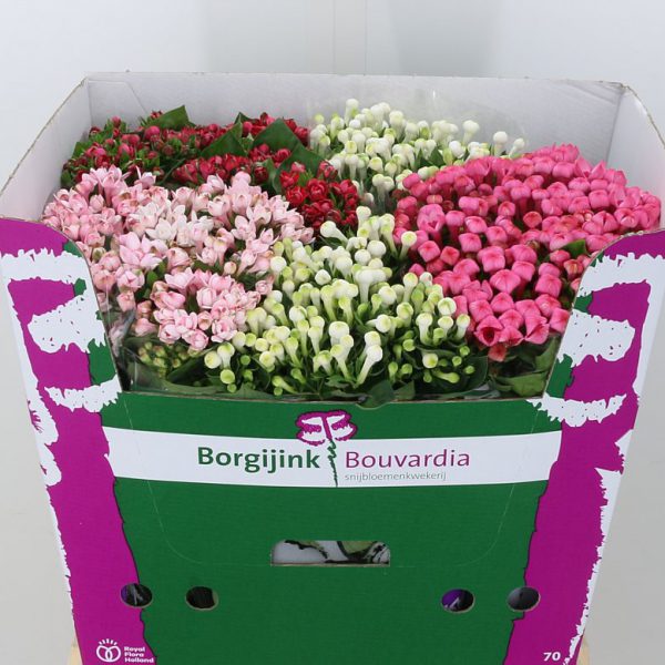 Bouvardia Mix