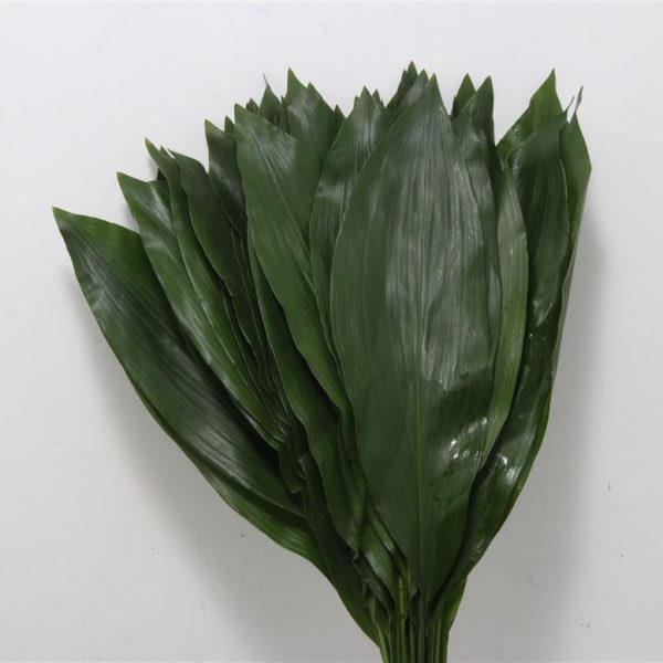 Aspidistra Leaf