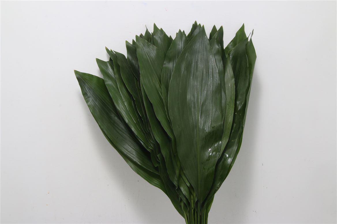 Aspidistra Leaf