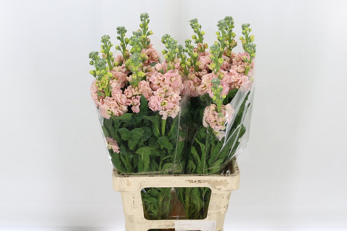 Stock Phantom Apricot